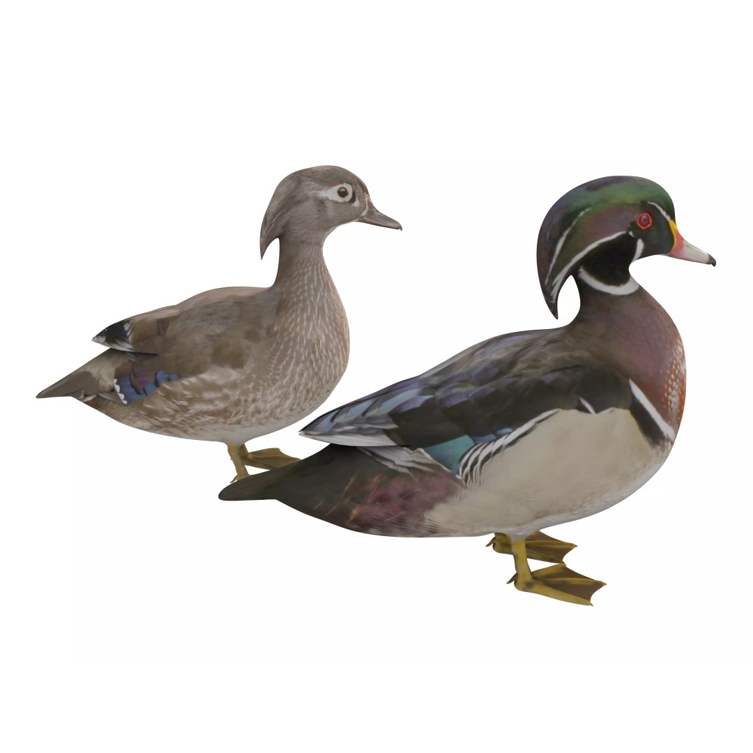 Mandarin Duck 3D Model – Low Poly Game Asset, FBX & OBJ Formats - View 7