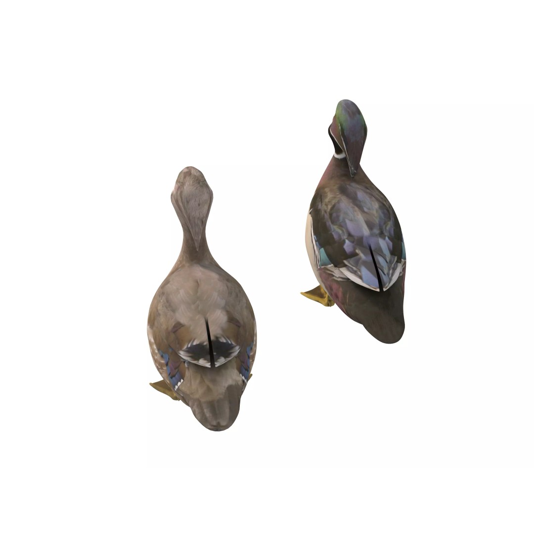 Mandarin Duck 3D Model – Low Poly Game Asset, FBX & OBJ Formats - View 8