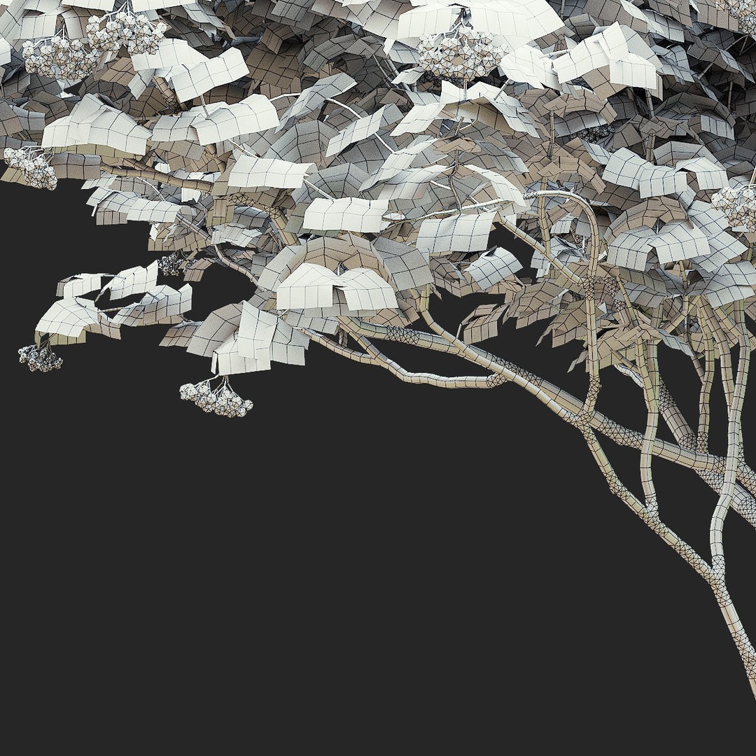 Viburnum Berries 3D Model – High Poly Plant Asset, FBX, OBJ