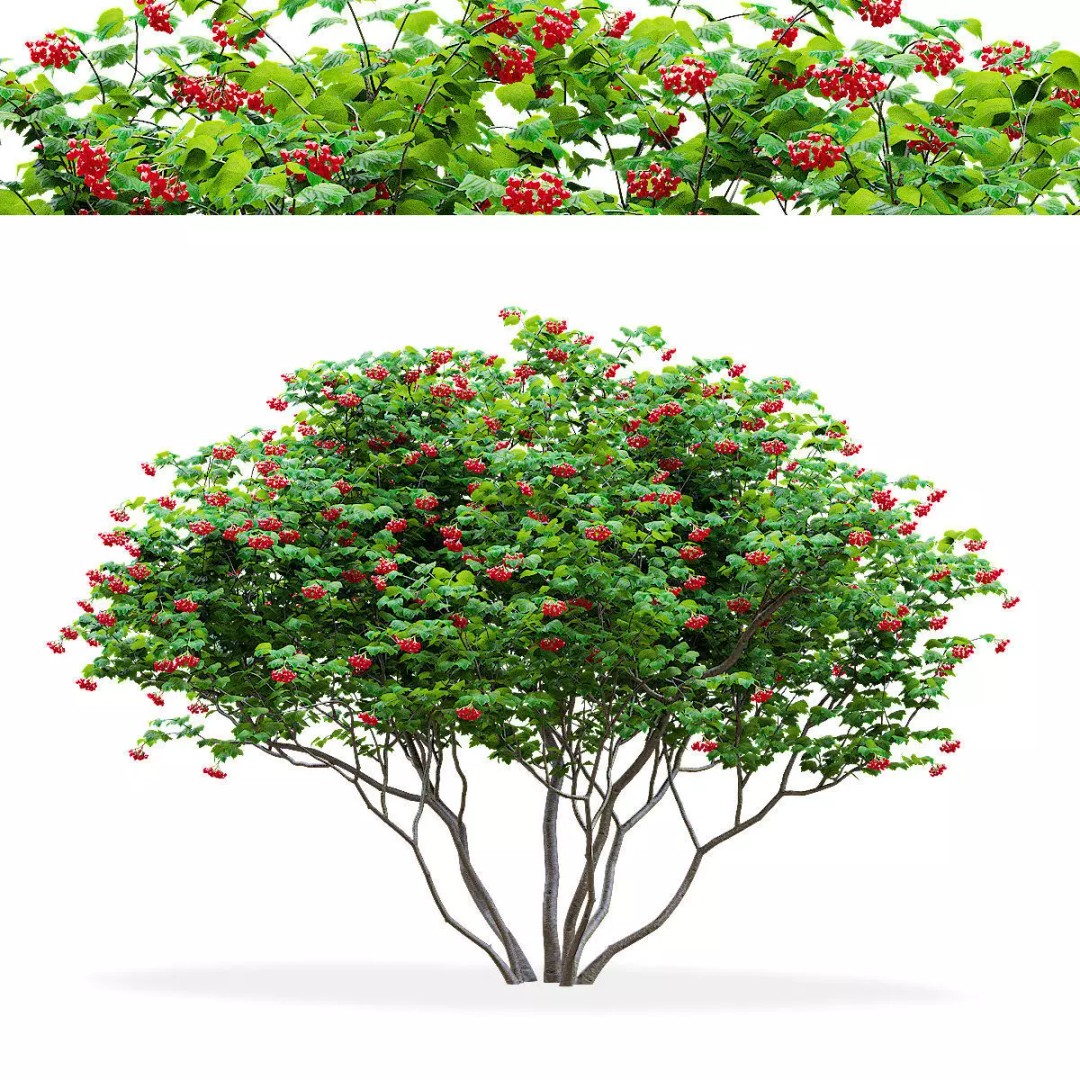 Viburnum Berries 3D Model – High Poly Plant Asset, FBX, OBJ - View 2