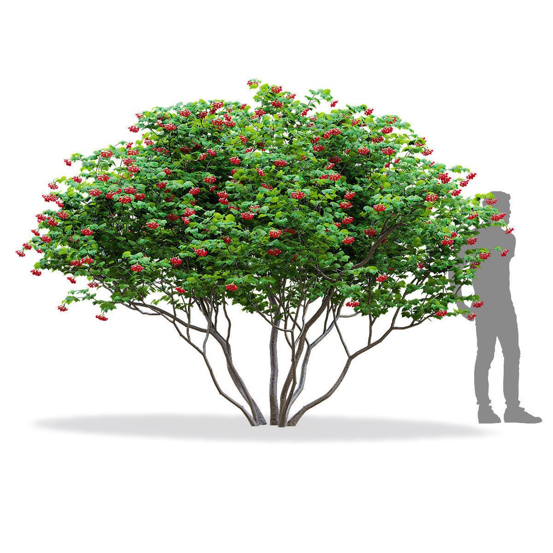 Viburnum Berries 3D Model – High Poly Plant Asset, FBX, OBJ - View 3