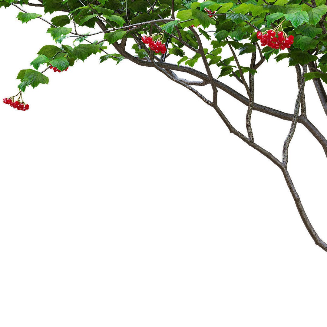 Viburnum Berries 3D Model – High Poly Plant Asset, FBX, OBJ - View 4