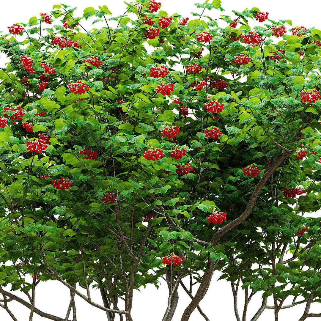 Viburnum Berries 3D Model – High Poly Plant Asset, FBX, OBJ - View 5