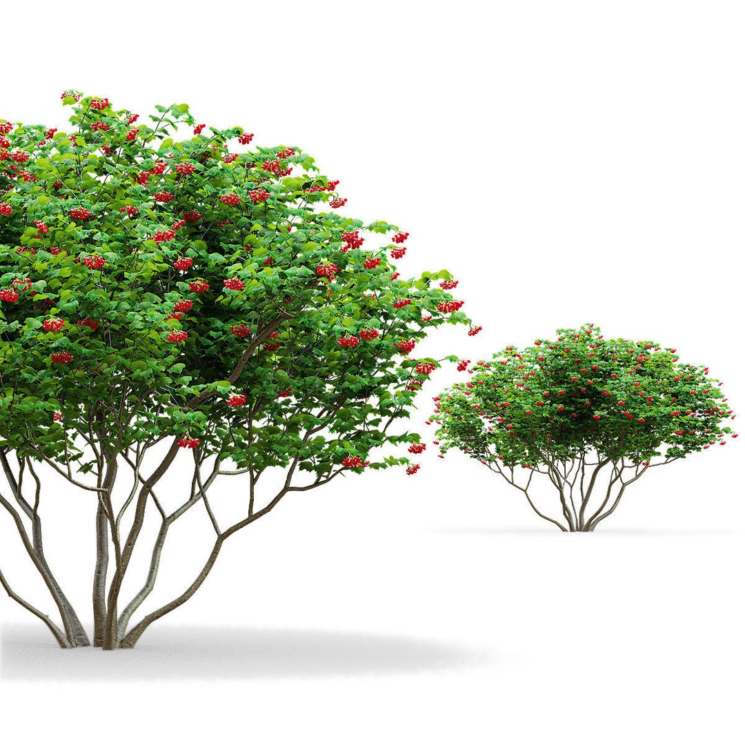 Viburnum Berries 3D Model – High Poly Plant Asset, FBX, OBJ - View 6