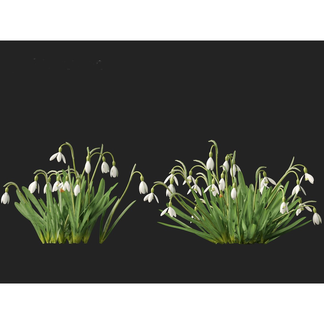 Galanthus nivalis 3D Model – Realistic Snowdrop Plant, FBX, PBR Textures
