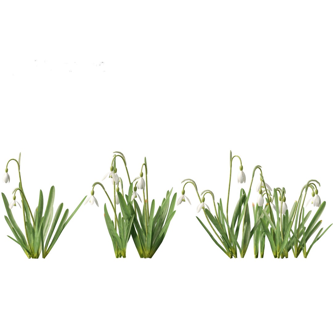 Galanthus nivalis 3D Model – Realistic Snowdrop Plant, FBX, PBR Textures - View 10