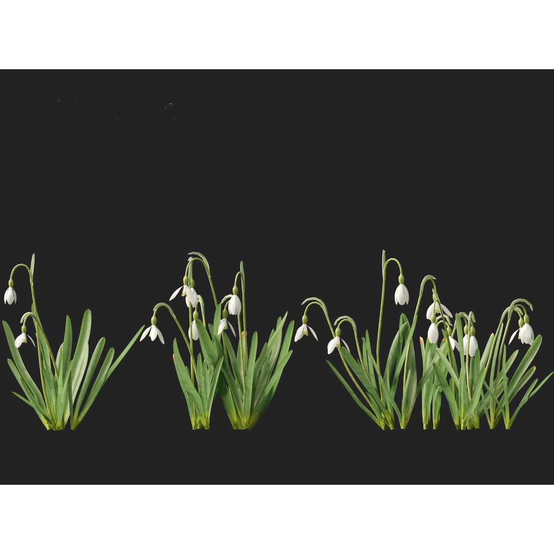 Galanthus nivalis 3D Model – Realistic Snowdrop Plant, FBX, PBR Textures - View 11