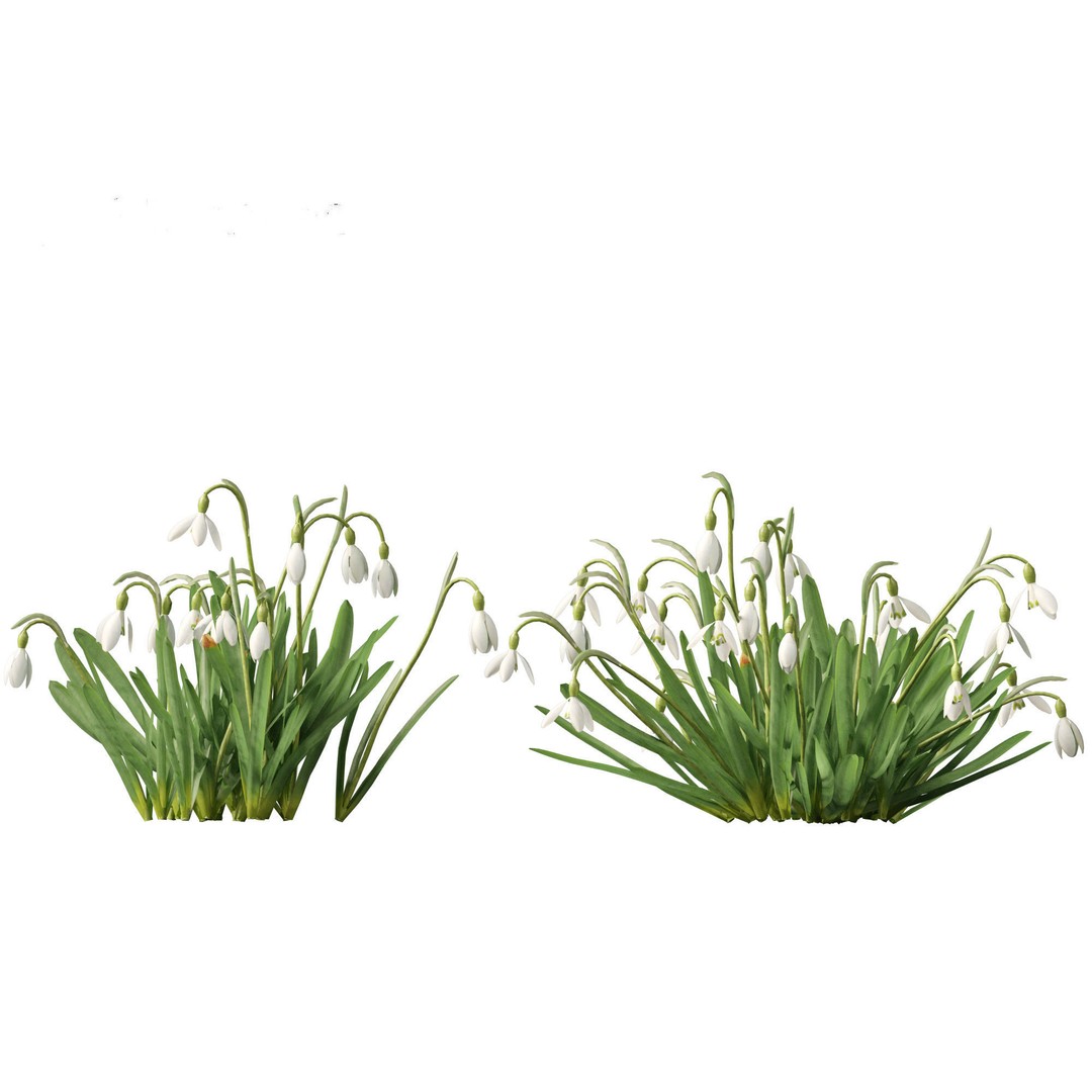 Galanthus nivalis 3D Model – Realistic Snowdrop Plant, FBX, PBR Textures - View 12