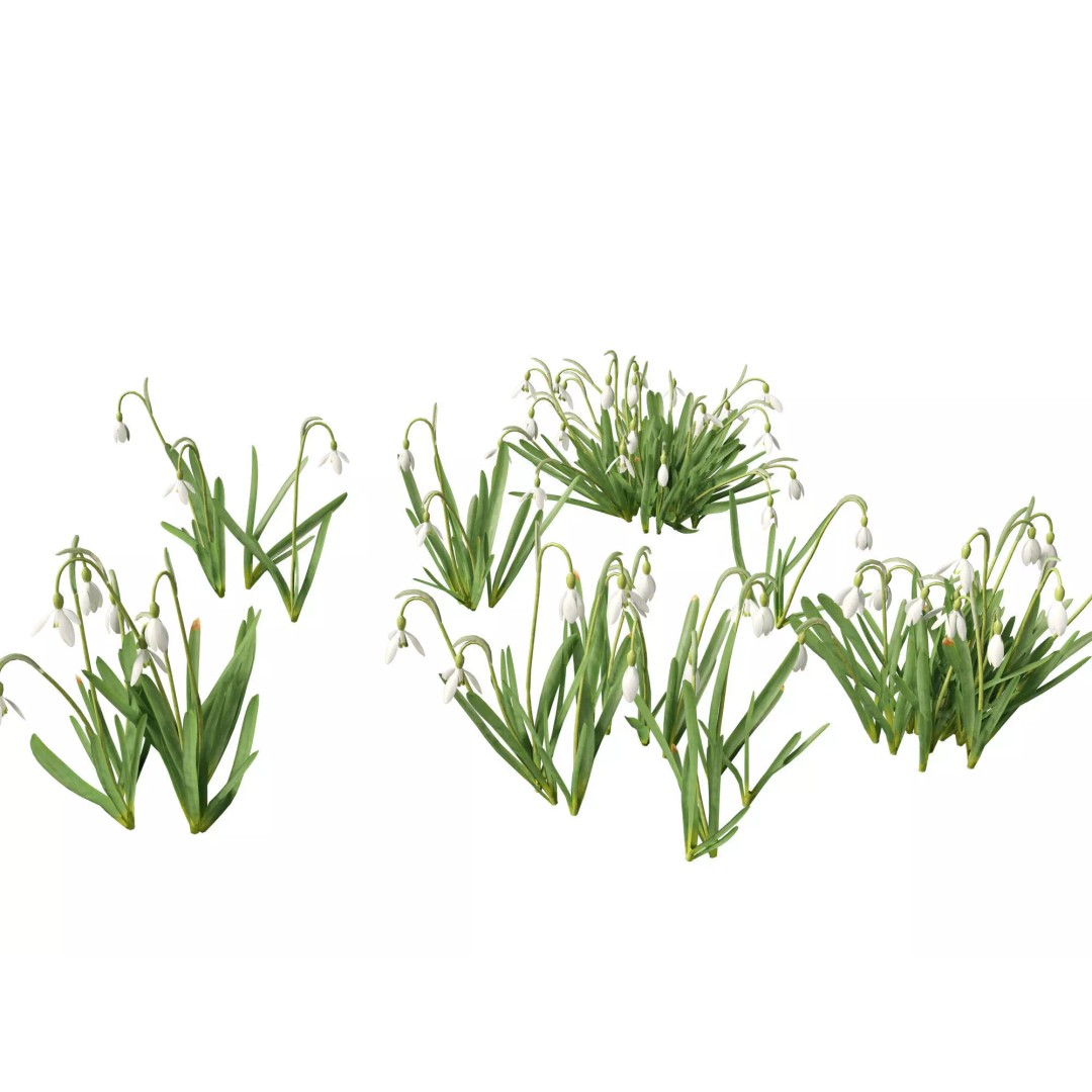 Galanthus nivalis 3D Model – Realistic Snowdrop Plant, FBX, PBR Textures - View 2
