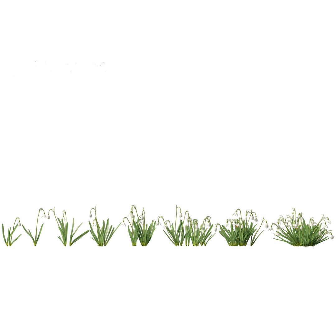 Galanthus nivalis 3D Model – Realistic Snowdrop Plant, FBX, PBR Textures - View 3