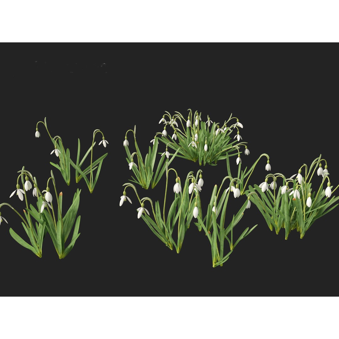 Galanthus nivalis 3D Model – Realistic Snowdrop Plant, FBX, PBR Textures - View 4