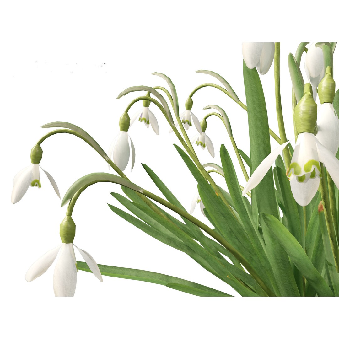 Galanthus nivalis 3D Model – Realistic Snowdrop Plant, FBX, PBR Textures - View 5