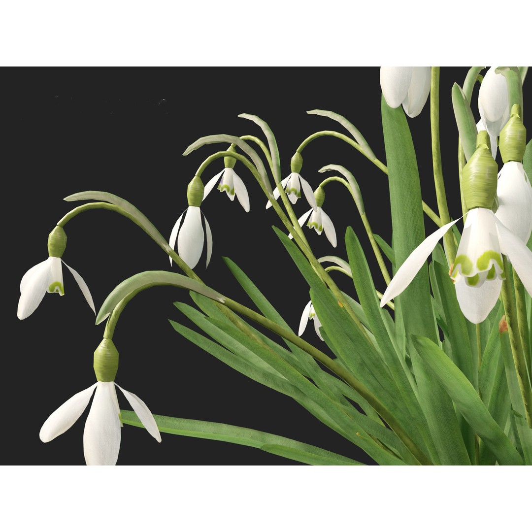 Galanthus nivalis 3D Model – Realistic Snowdrop Plant, FBX, PBR Textures - View 6