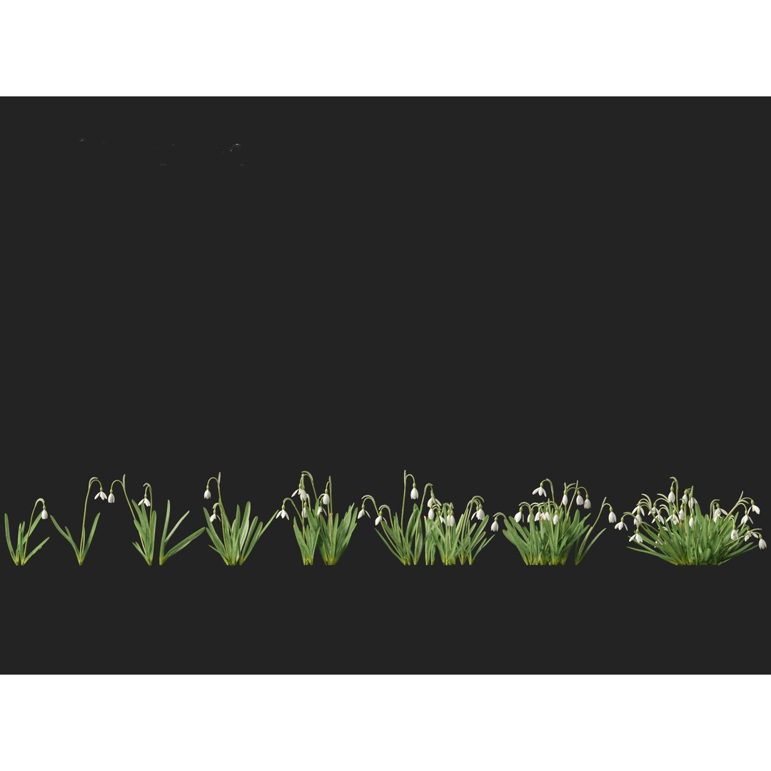 Galanthus nivalis 3D Model – Realistic Snowdrop Plant, FBX, PBR Textures - View 7