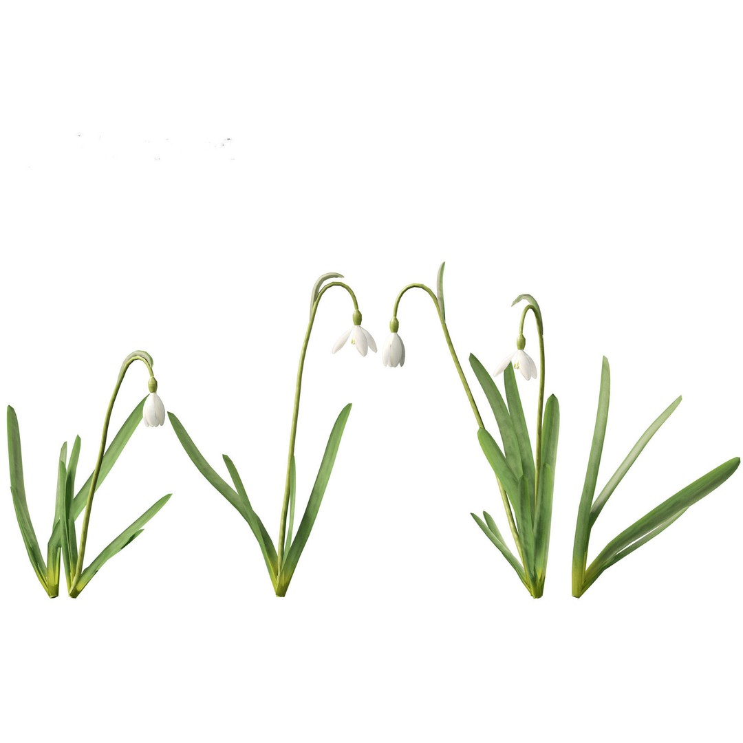 Galanthus nivalis 3D Model – Realistic Snowdrop Plant, FBX, PBR Textures - View 8