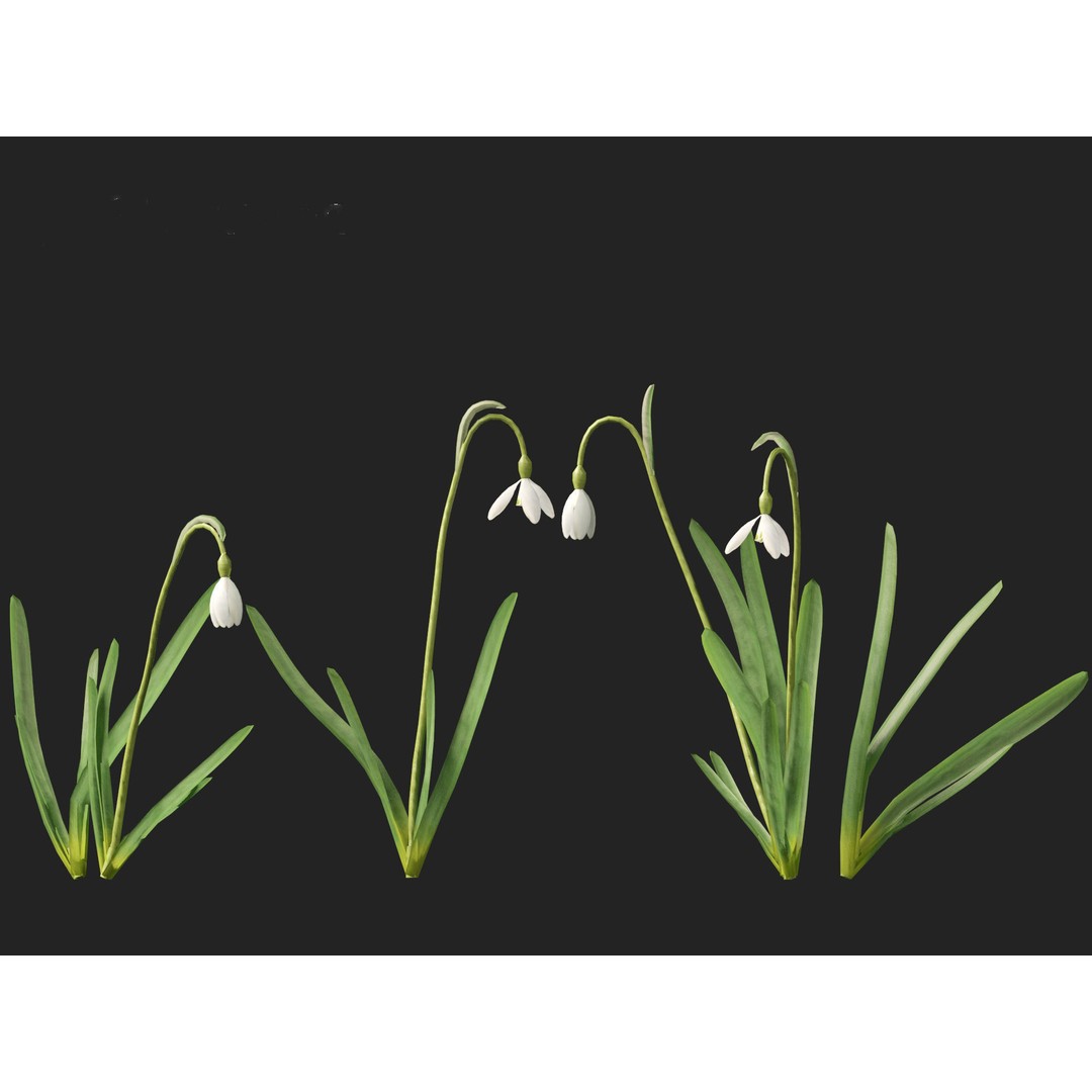 Galanthus nivalis 3D Model – Realistic Snowdrop Plant, FBX, PBR Textures - View 9