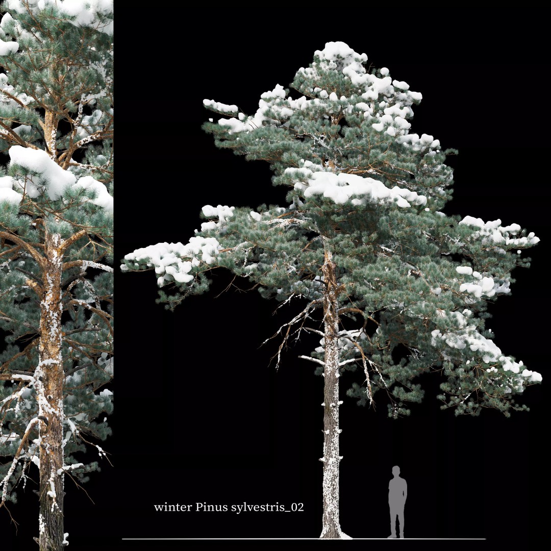 Pinus Sylvestris 3D Model – Realistic Winter Tree Asset, FBX - View 2