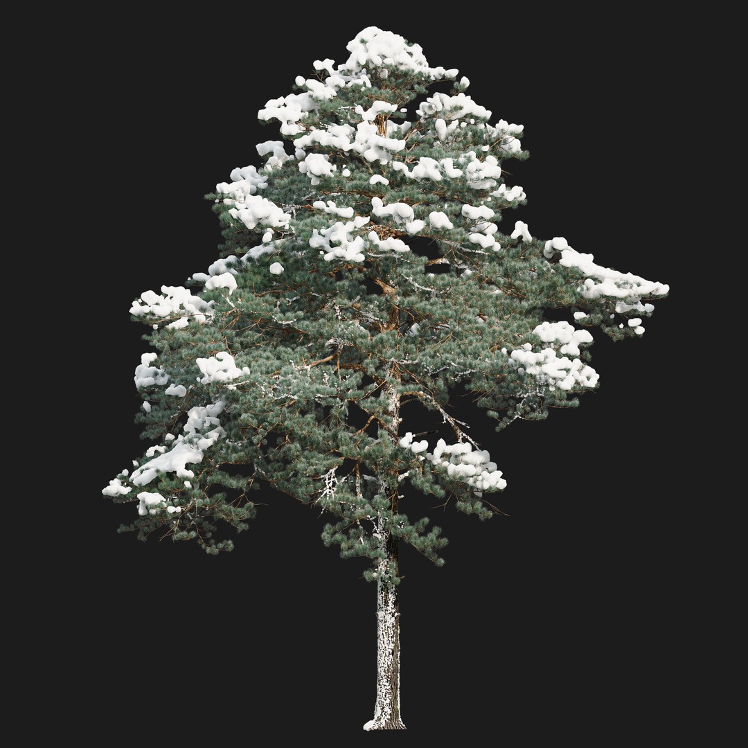 Pinus Sylvestris 3D Model – Realistic Winter Tree Asset, FBX - View 3