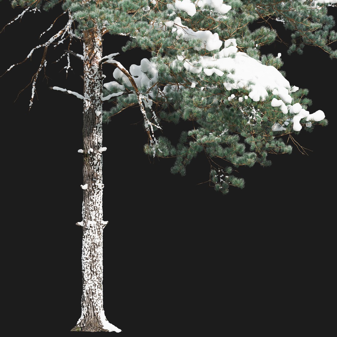 Pinus Sylvestris 3D Model – Realistic Winter Tree Asset, FBX - View 4