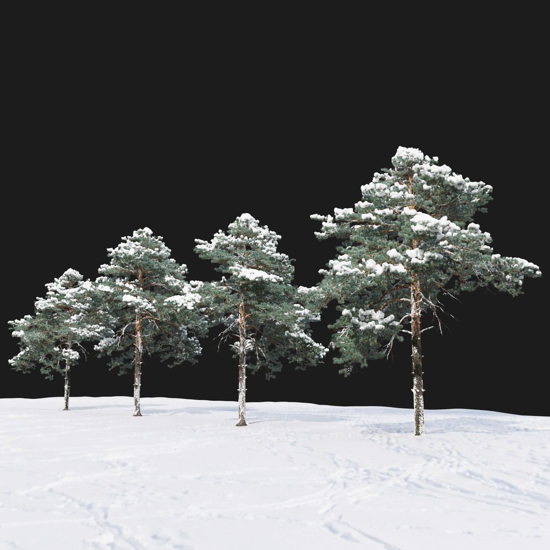 Pinus Sylvestris 3D Model – Realistic Winter Tree Asset, FBX - View 5