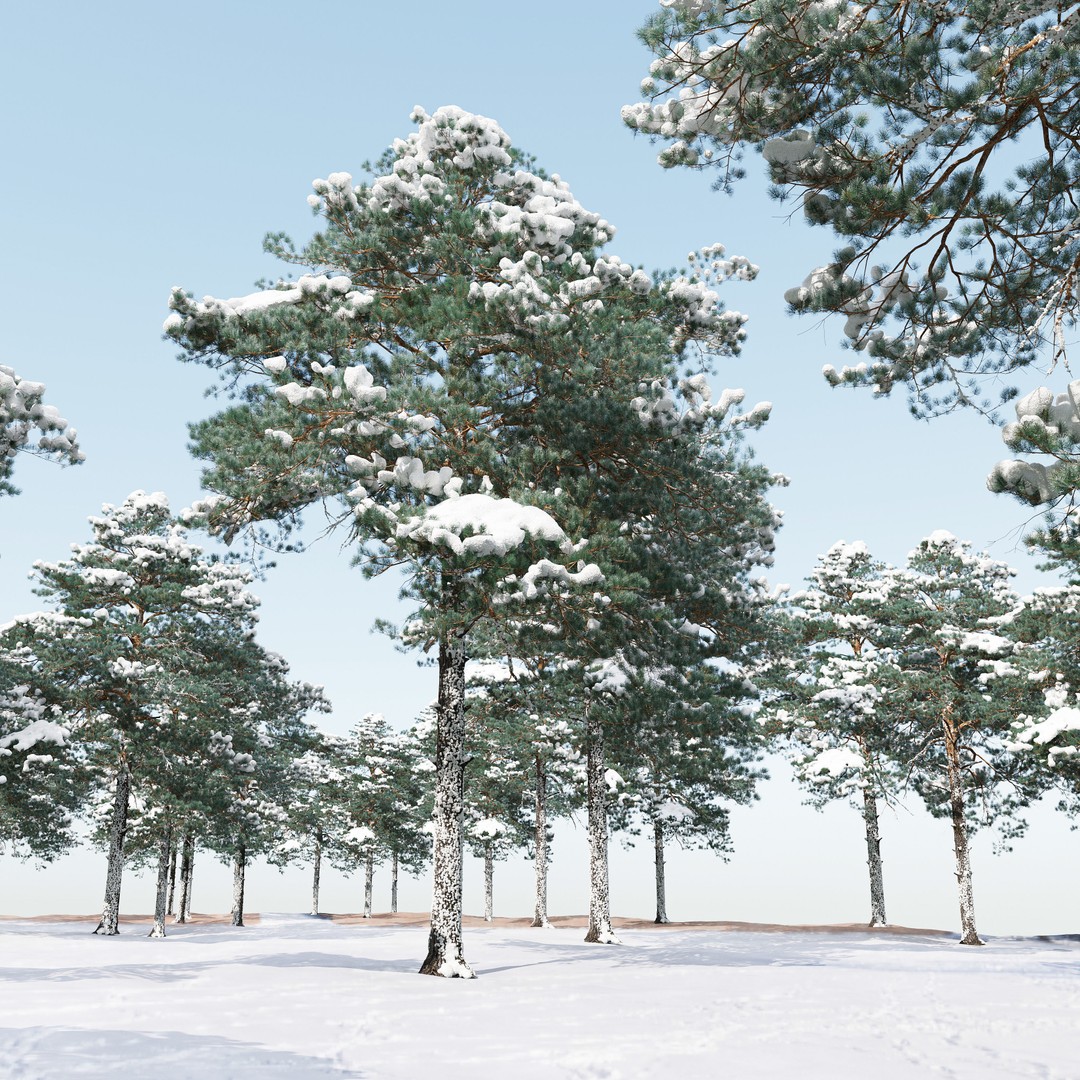 Pinus Sylvestris 3D Model – Realistic Winter Tree Asset, FBX - View 6