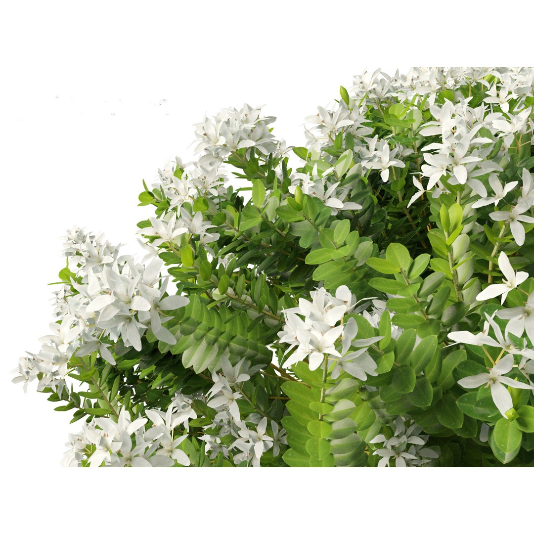 Hebe Odora 3D Model – Detailed Boxwood Plant Asset, FBX