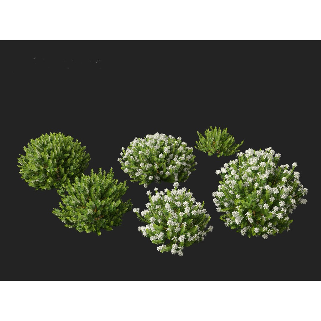 Hebe Odora 3D Model – Detailed Boxwood Plant Asset, FBX - View 10