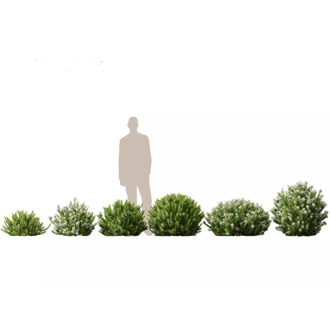 Hebe Odora 3D Model – Detailed Boxwood Plant Asset, FBX - View 2