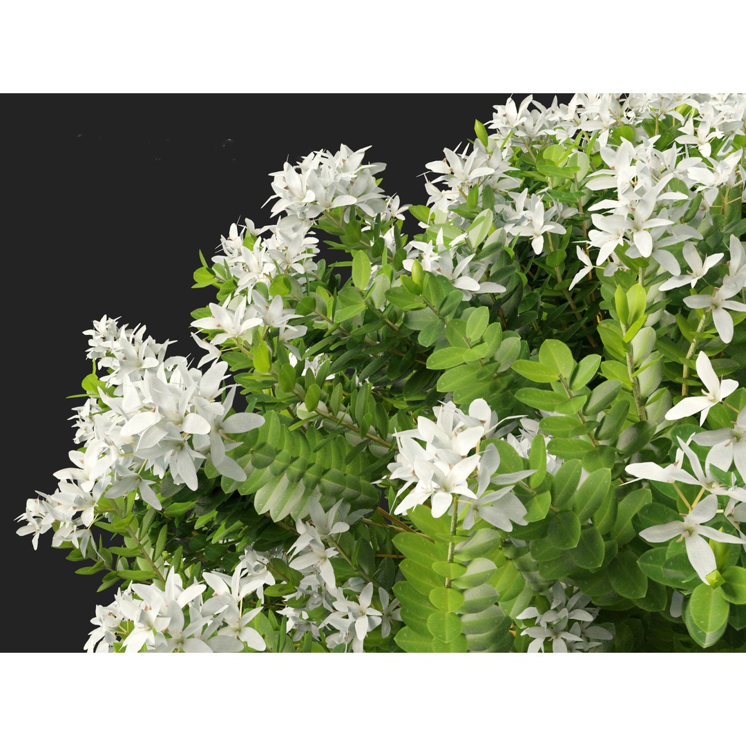 Hebe Odora 3D Model – Detailed Boxwood Plant Asset, FBX - View 3