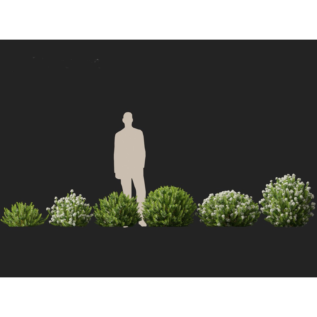 Hebe Odora 3D Model – Detailed Boxwood Plant Asset, FBX - View 4