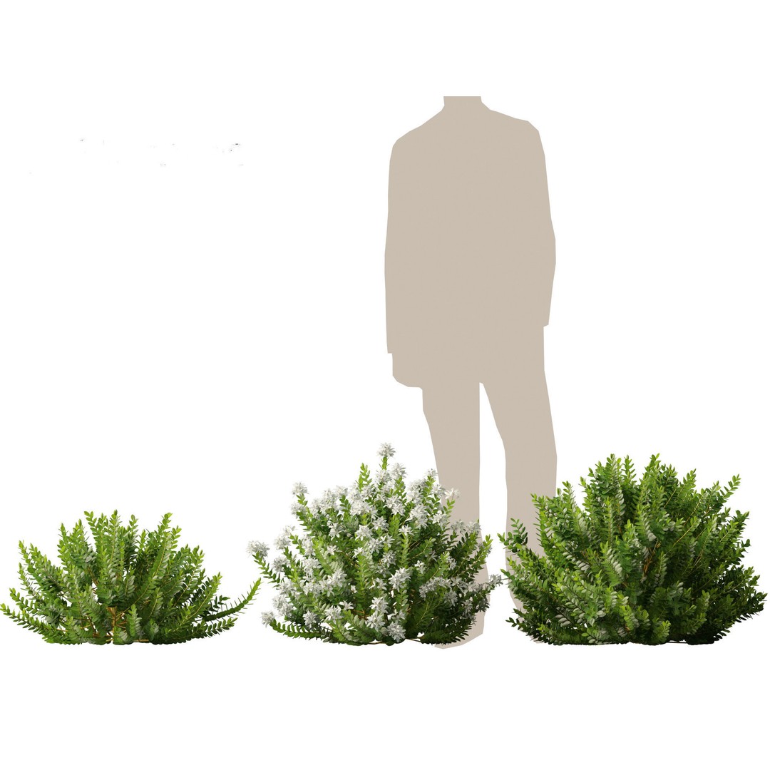 Hebe Odora 3D Model – Detailed Boxwood Plant Asset, FBX - View 5