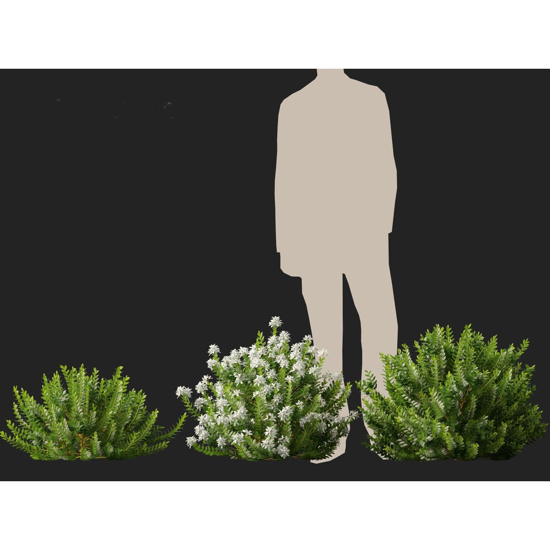 Hebe Odora 3D Model – Detailed Boxwood Plant Asset, FBX - View 6