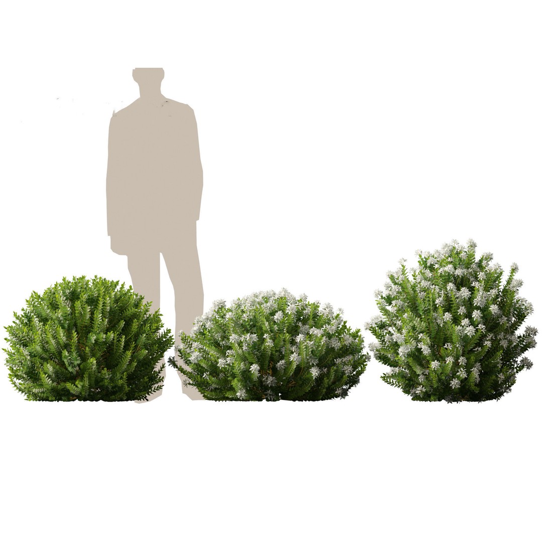 Hebe Odora 3D Model – Detailed Boxwood Plant Asset, FBX - View 7
