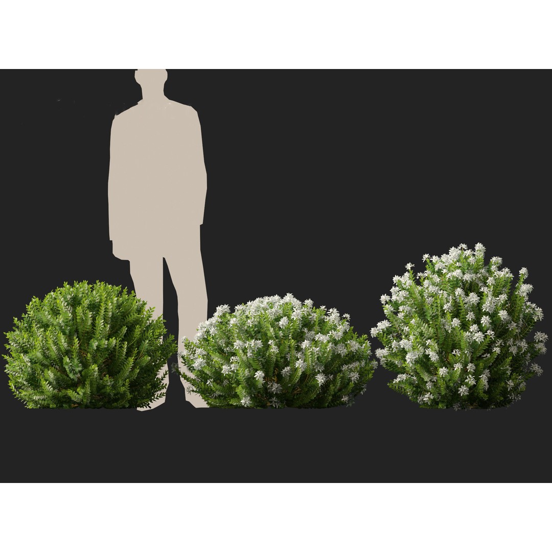 Hebe Odora 3D Model – Detailed Boxwood Plant Asset, FBX - View 8