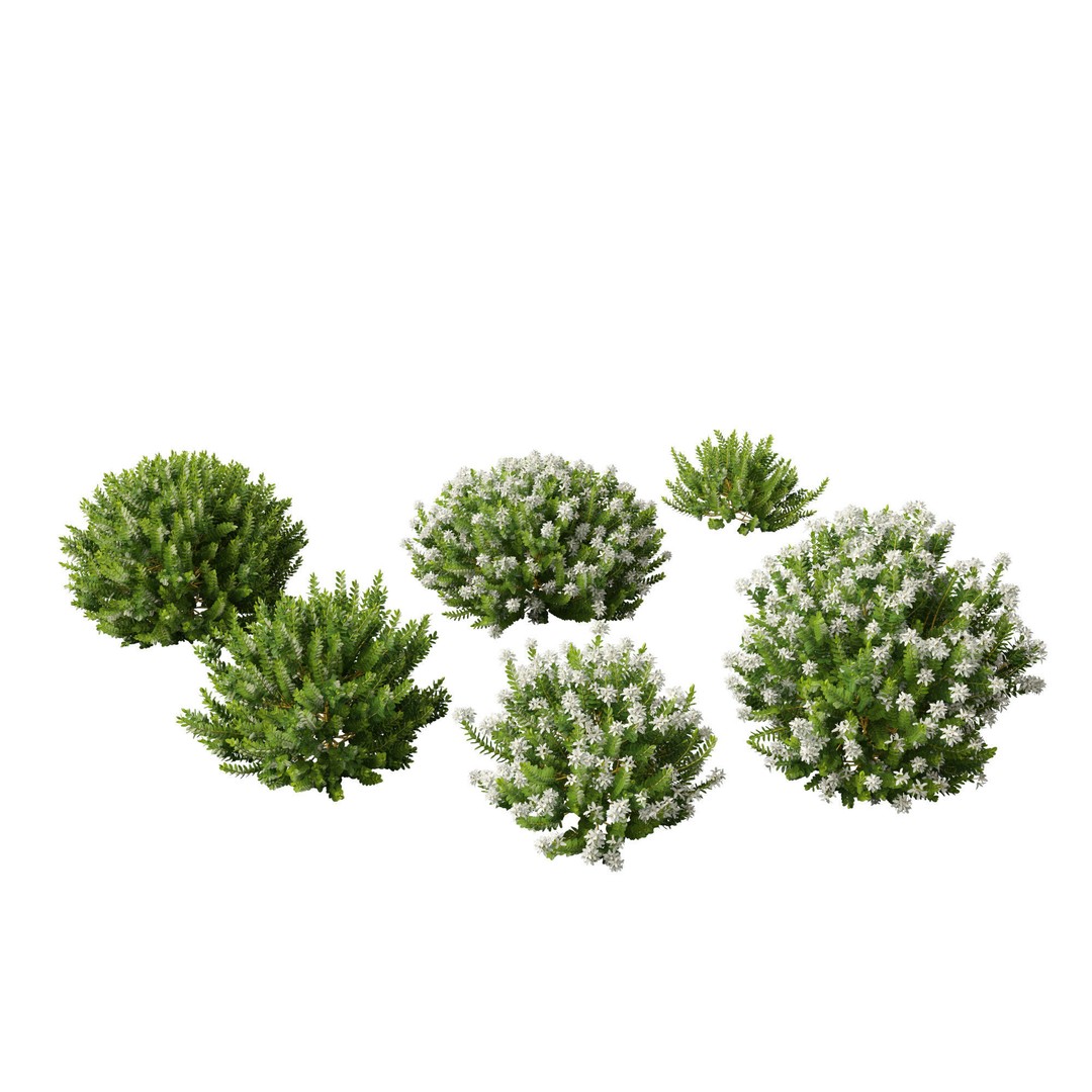 Hebe Odora 3D Model – Detailed Boxwood Plant Asset, FBX - View 9