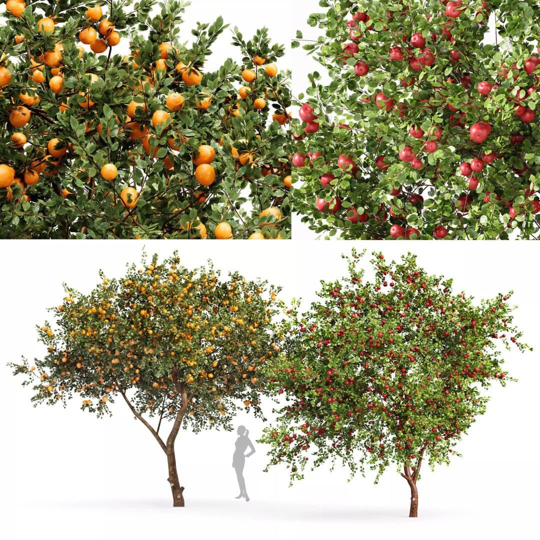 Fruit Trees 3D Model – Detailed Orange and Apple Trees, FBX, OBJ - View 2