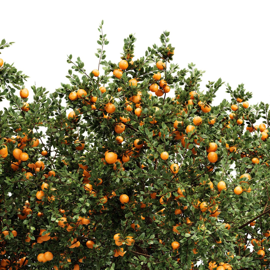 Fruit Trees 3D Model – Detailed Orange and Apple Trees, FBX, OBJ - View 4