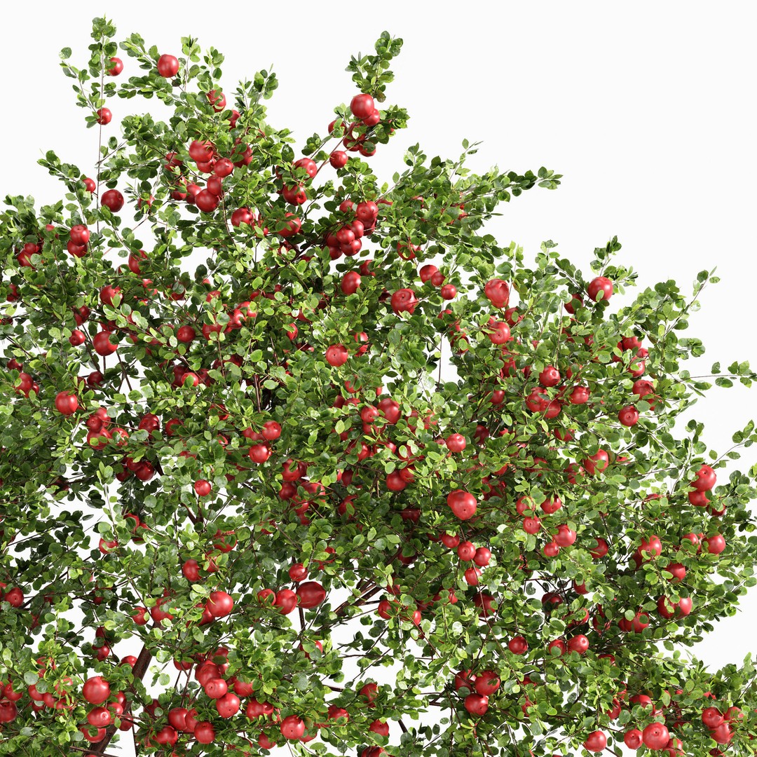 Fruit Trees 3D Model – Detailed Orange and Apple Trees, FBX, OBJ - View 6