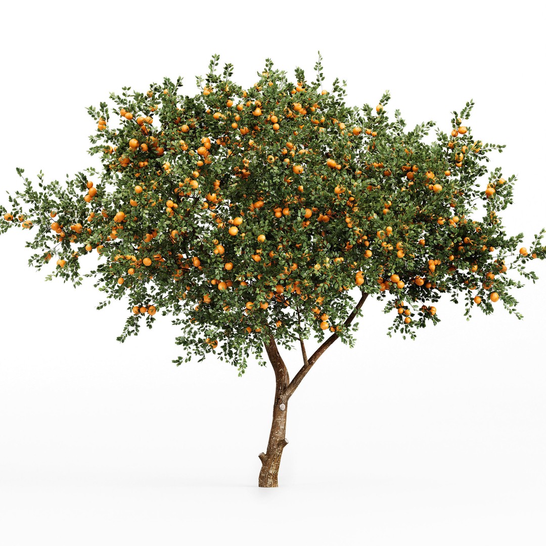 Fruit Trees 3D Model – Detailed Orange and Apple Trees, FBX, OBJ - View 7