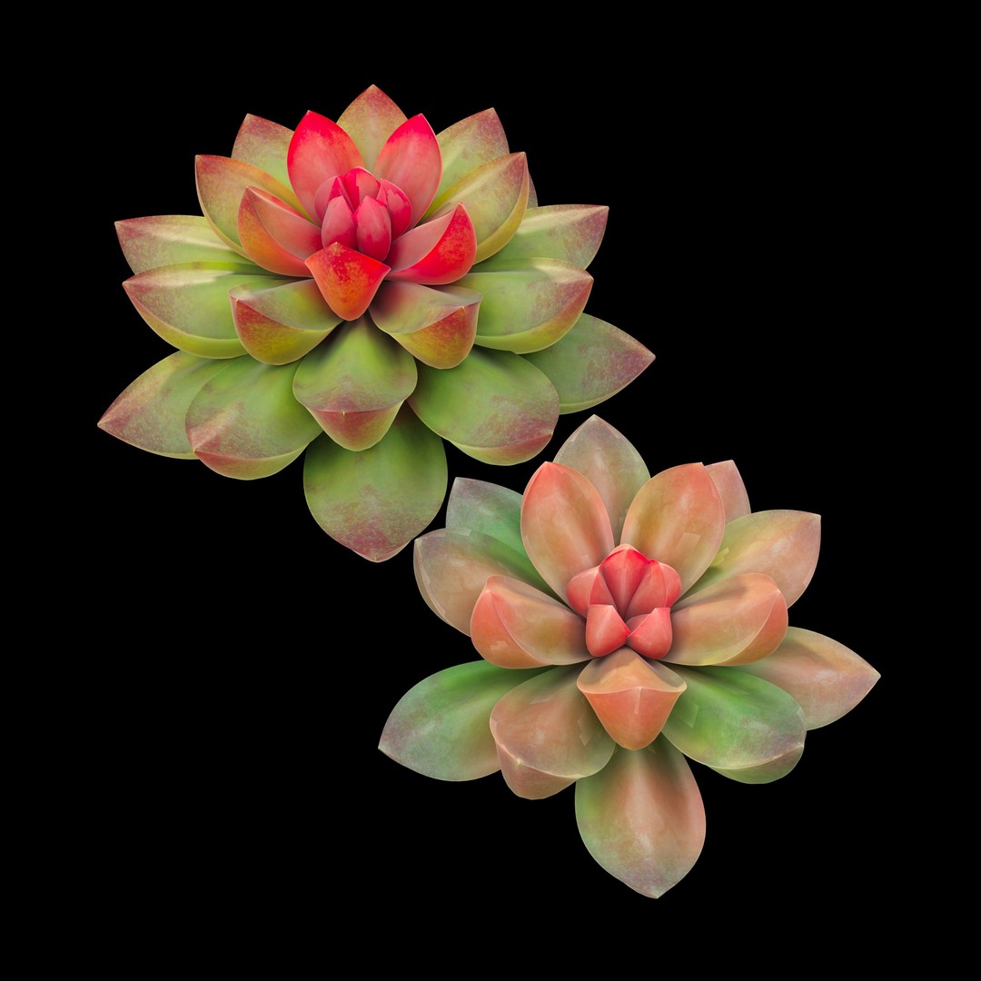 Succulent Plants 3D Model – Realistic Low Poly Game Asset, FBX - View 3