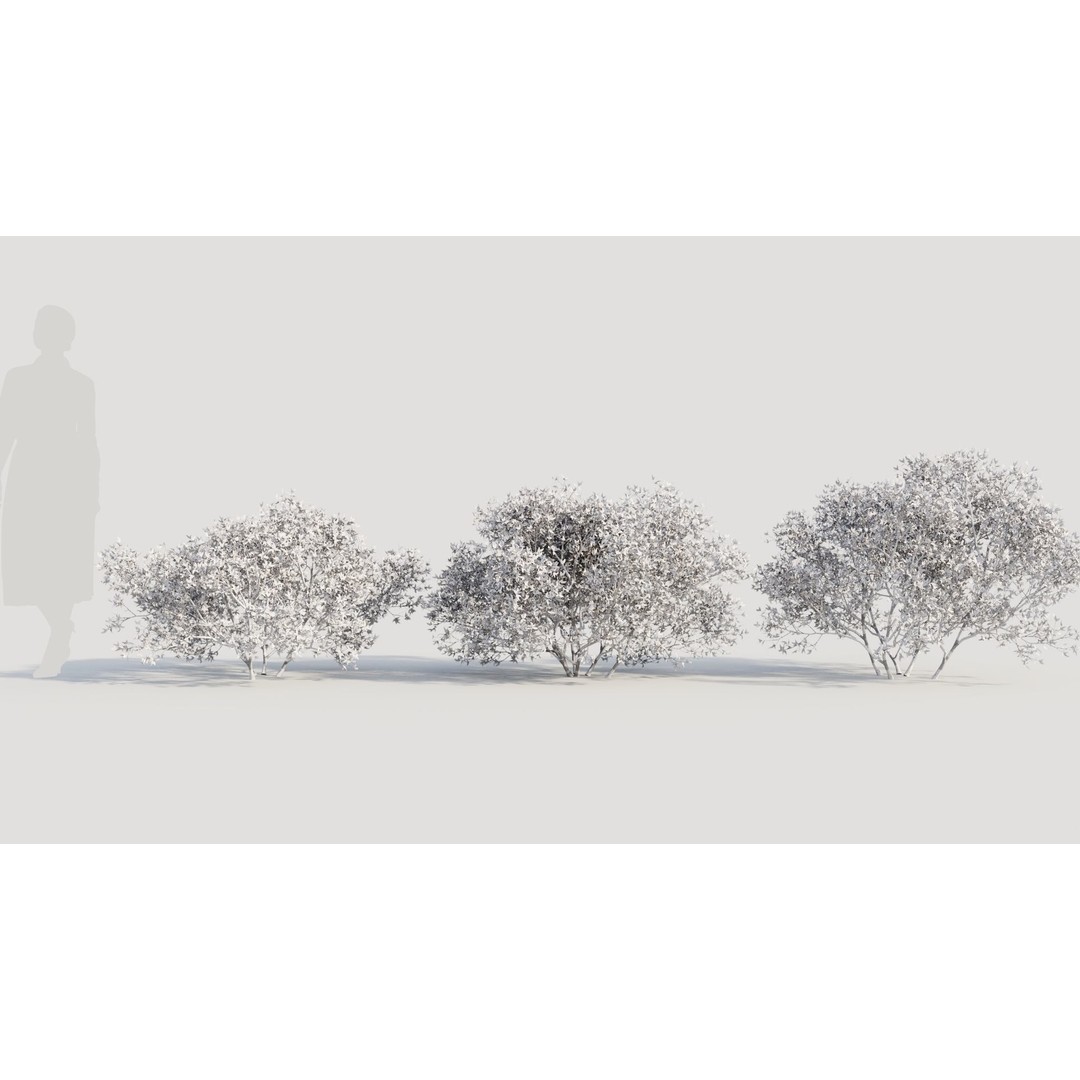 Larrea Tridentata 3D Model – Detailed Plant Asset, FBX & OBJ Formats