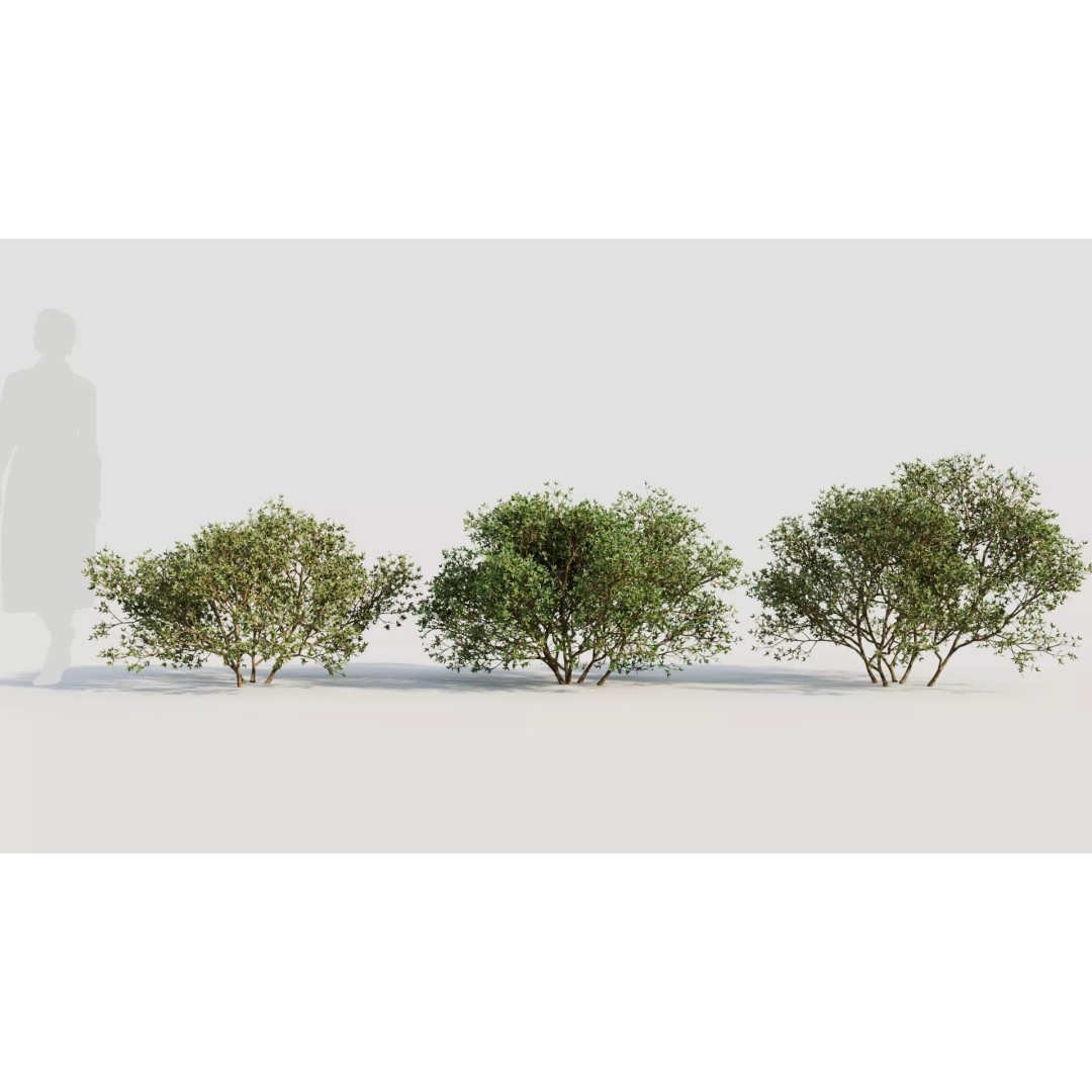 Larrea Tridentata 3D Model – Detailed Plant Asset, FBX & OBJ Formats - View 2