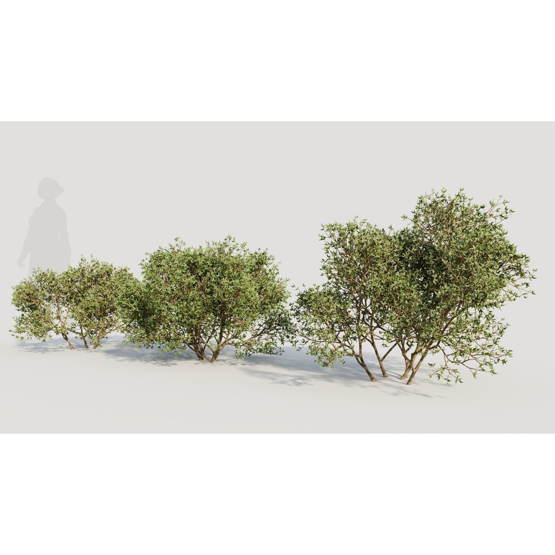 Larrea Tridentata 3D Model – Detailed Plant Asset, FBX & OBJ Formats - View 3