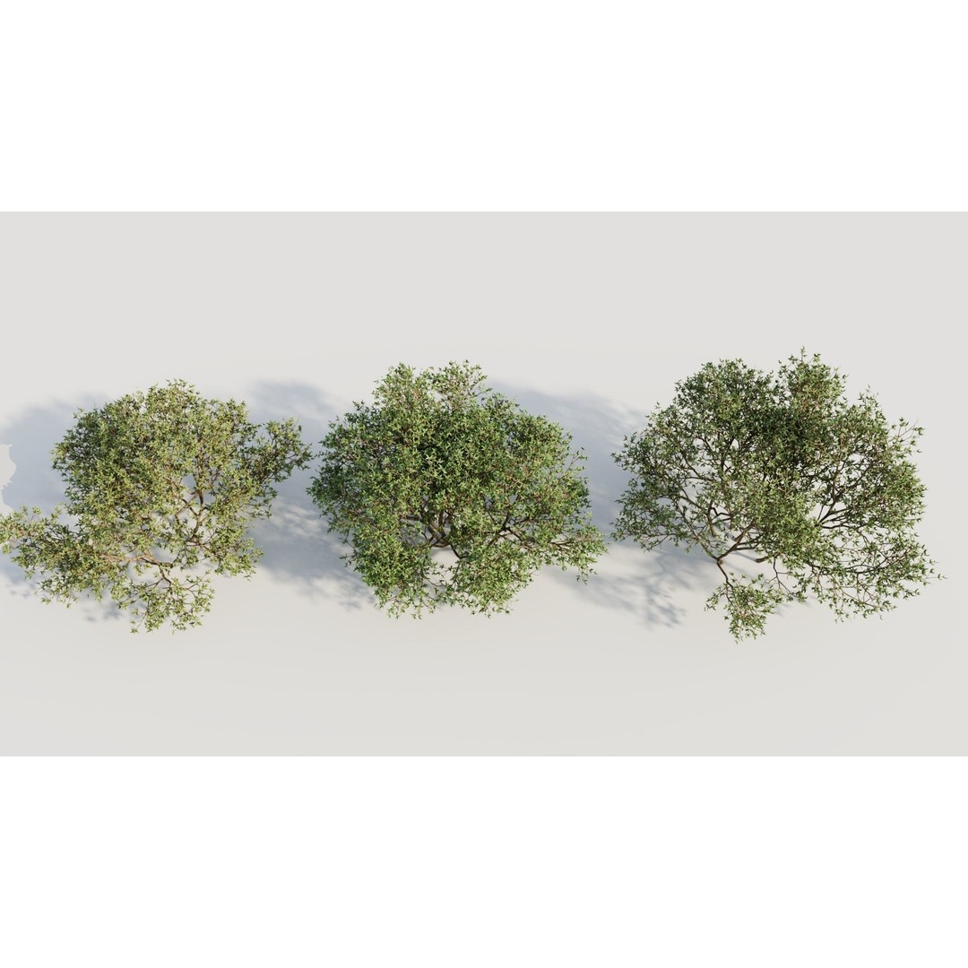Larrea Tridentata 3D Model – Detailed Plant Asset, FBX & OBJ Formats - View 4