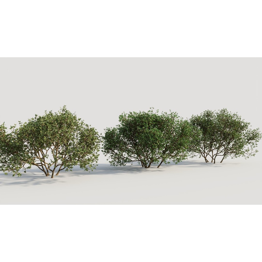 Larrea Tridentata 3D Model – Detailed Plant Asset, FBX & OBJ Formats - View 5