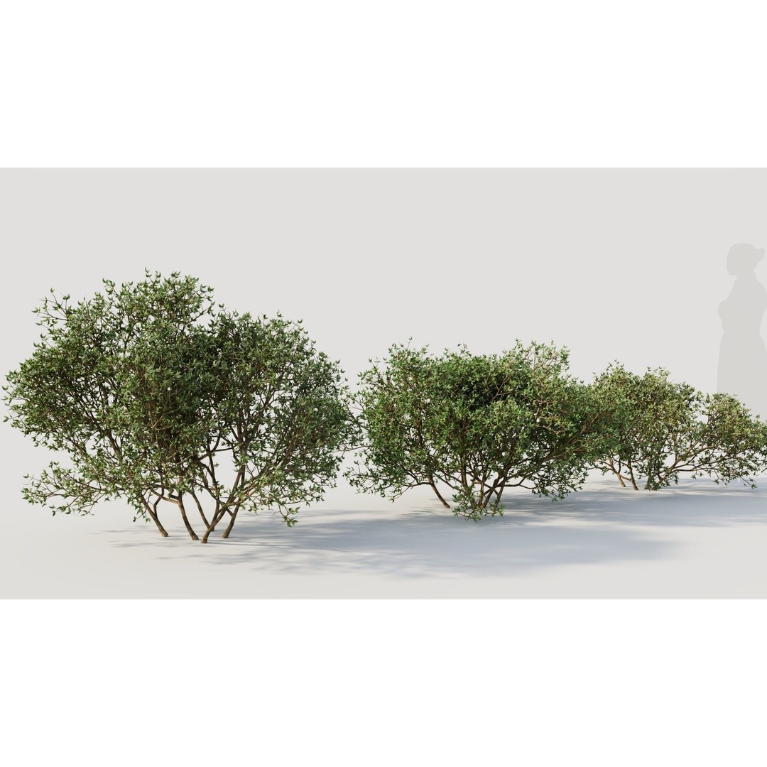 Larrea Tridentata 3D Model – Detailed Plant Asset, FBX & OBJ Formats - View 6