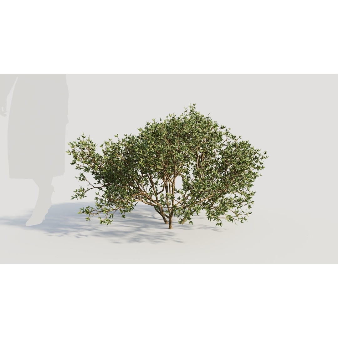 Larrea Tridentata 3D Model – Detailed Plant Asset, FBX & OBJ Formats - View 7