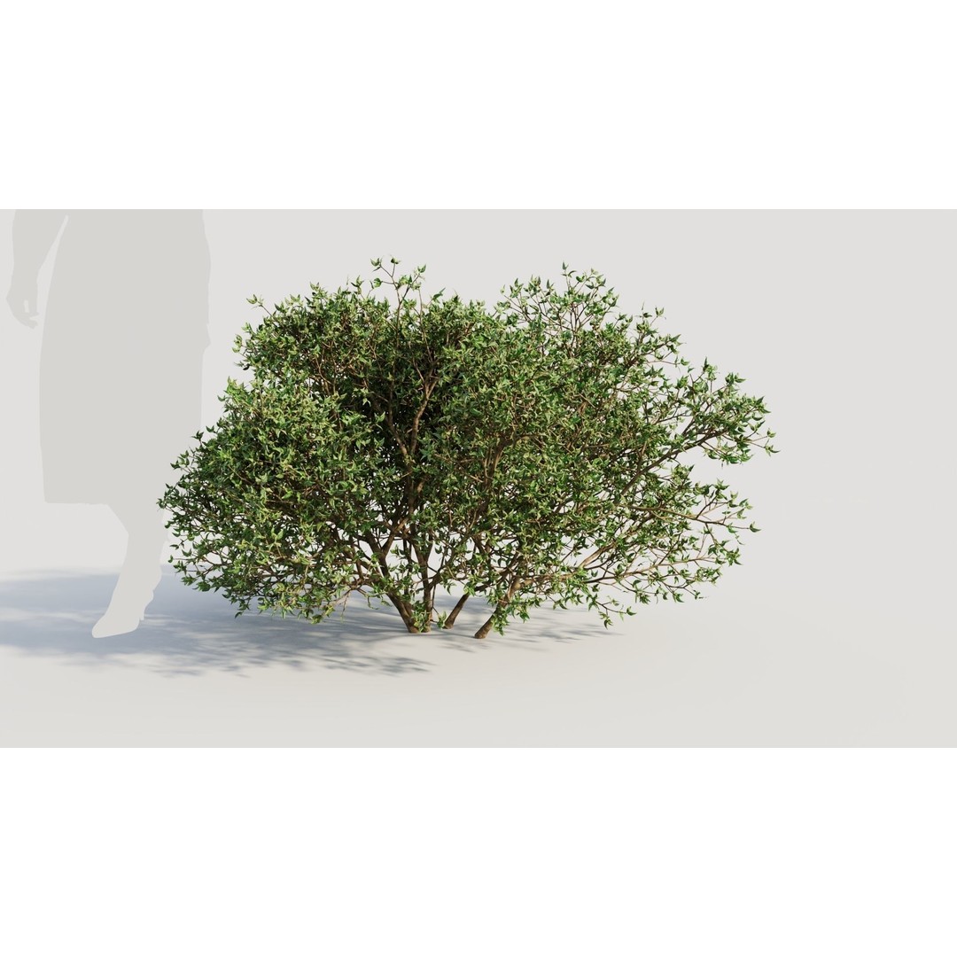 Larrea Tridentata 3D Model – Detailed Plant Asset, FBX & OBJ Formats - View 8