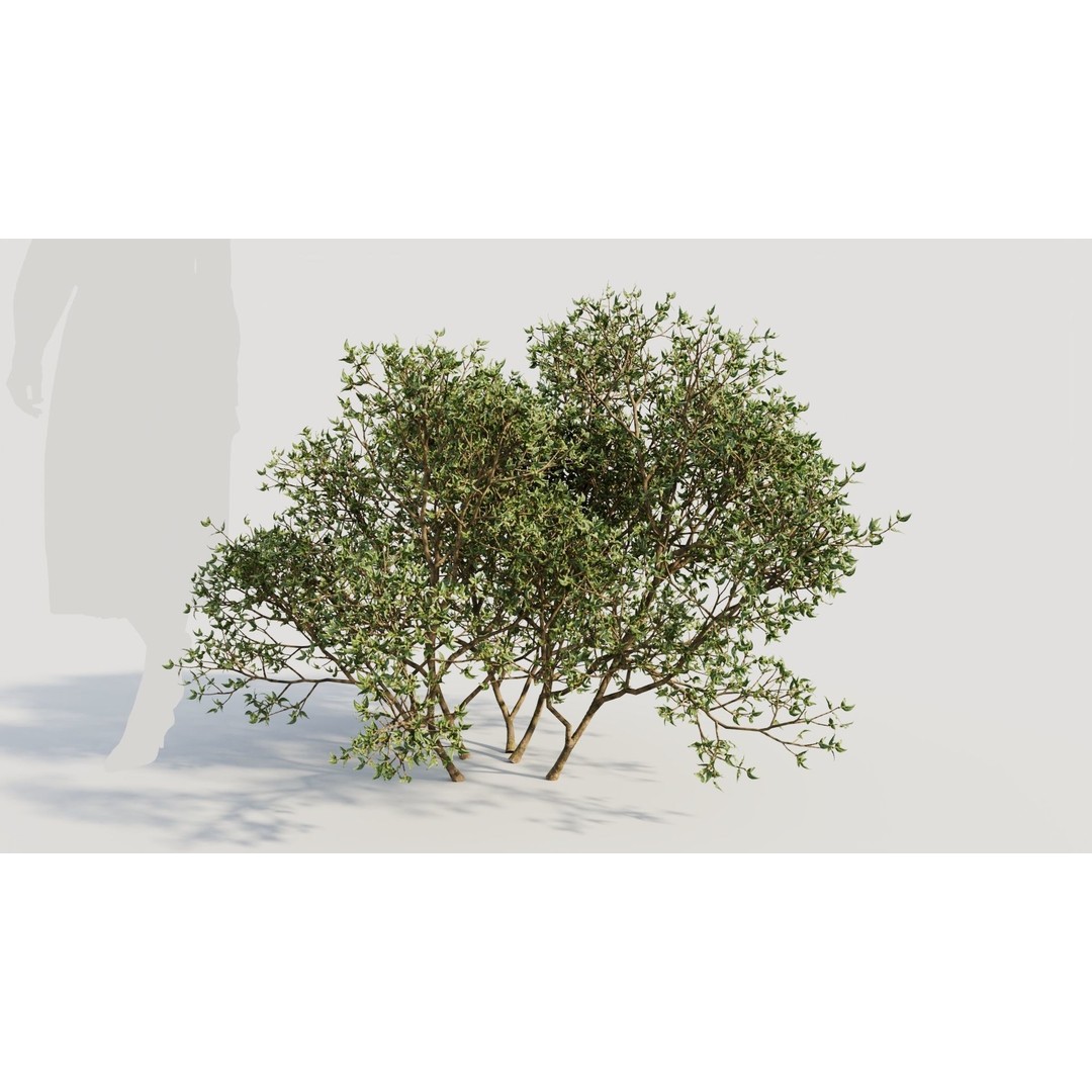 Larrea Tridentata 3D Model – Detailed Plant Asset, FBX & OBJ Formats - View 9