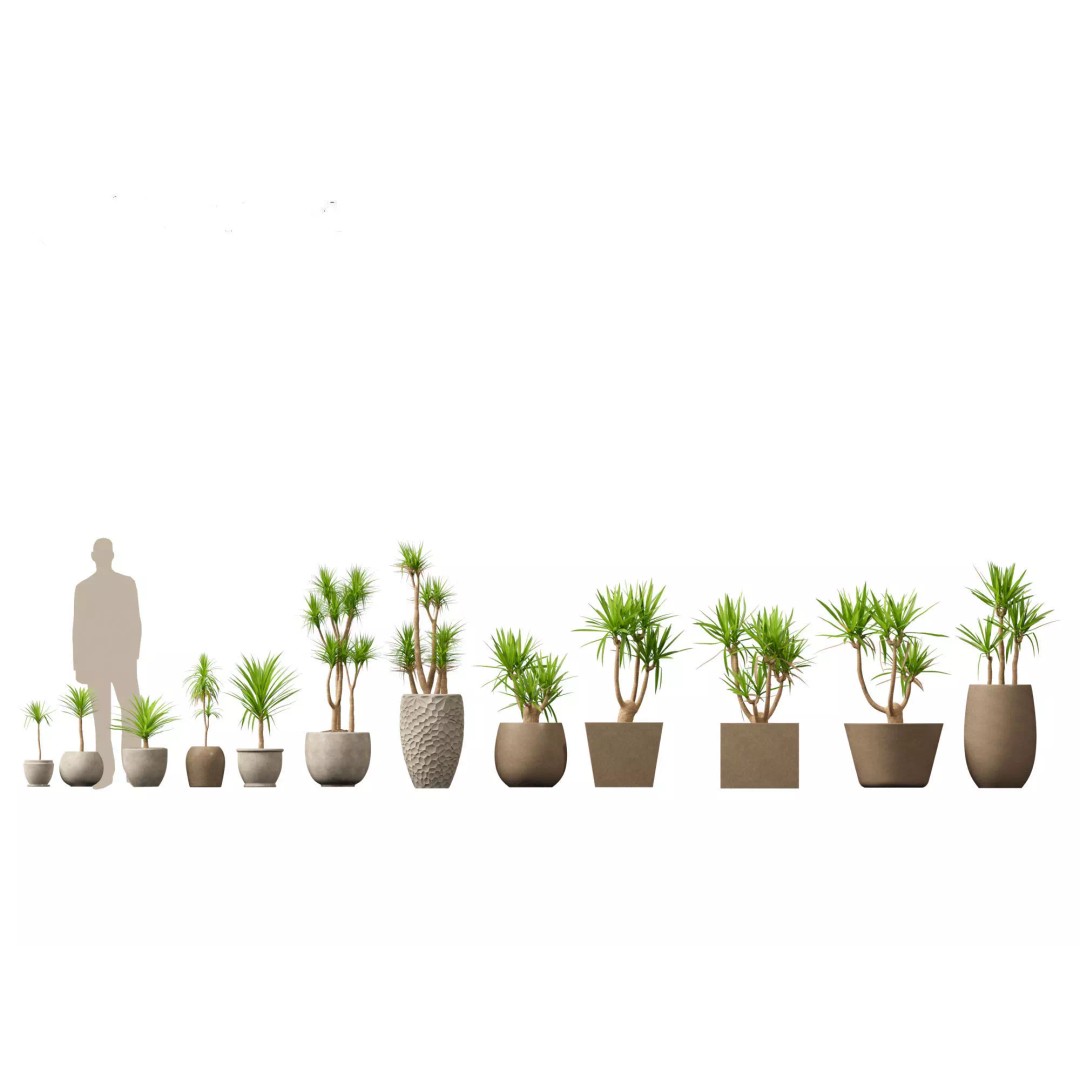 Decorative Indoor Plants 3D Model – High Poly Collection, FBX & Blender Formats